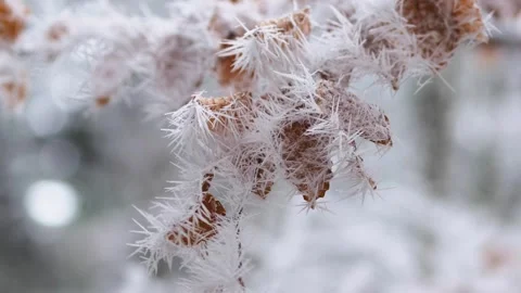 Beech leaves covered with the first snow in autumn Stock Footage 277945671
