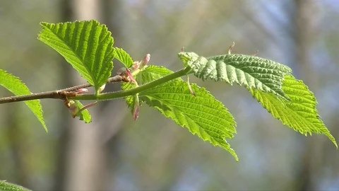 Beech leaves in early spring Stock Footage 104134183