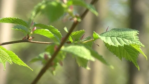 Beech leaves in early spring Stock Footage 104134194