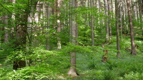 Beech leaves on focus in the pine forest Stock Footage 108824319