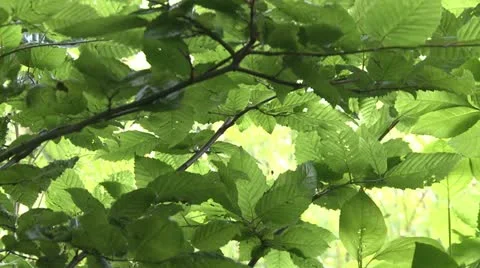 Beech leaves Stock Footage 22178363