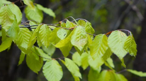 Beech leaves Video stock 37429419