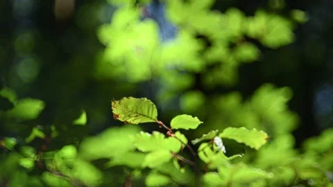 Beech leaves in a forest in summer 스톡 동영상 217380656