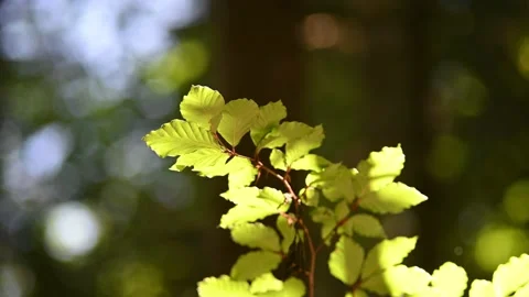 Beech leaves in a forest in summer Stock Footage 217381129