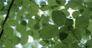 Beech Leaves - Full Frame Background Nature Texture Stock Footage