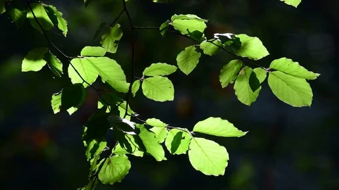 Beech leaves movement in the wind Stock Footage 99238954