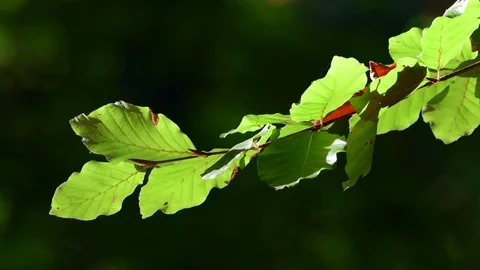 Beech leaves movement in the wind Stock Footage 99274988