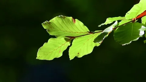 Beech leaves movement in the wind Stock Footage 99277767