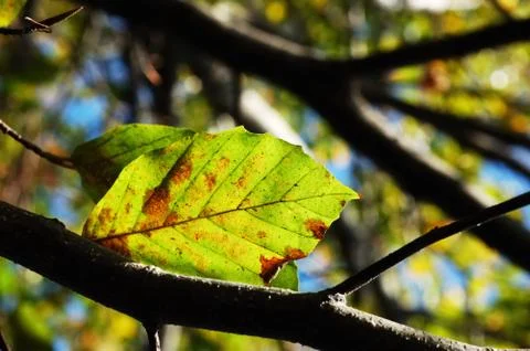 Beech leaves Stock Photos
