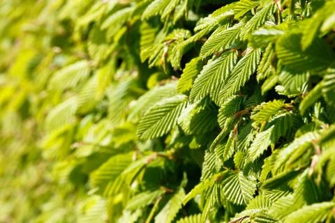 Beech leaves Stock Photos