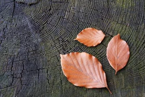 Beech leaves Stock Photos