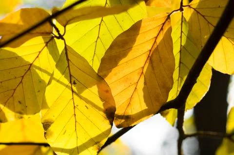 Beech leaves Stock Photos