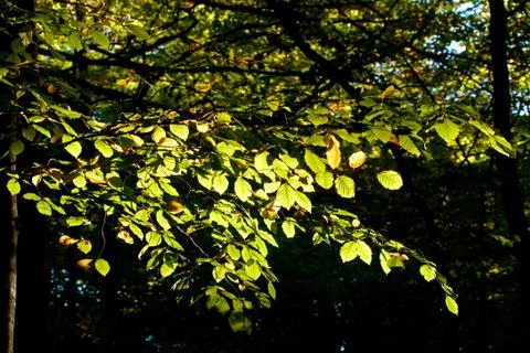 Beech leaves Stock Photos