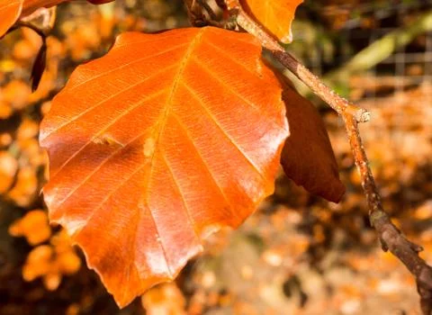 Beech leaves Stock Photos