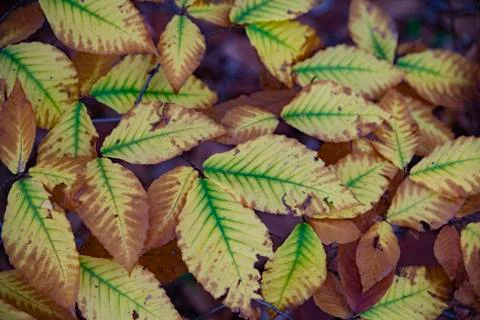 Beech leaves Foto stock