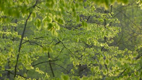 Beech leaves in spring Stock Footage 270599010
