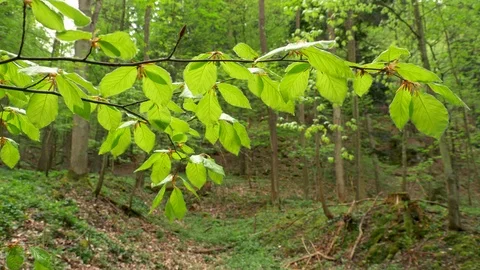 Beech leaves in spring forest Stock Footage 89895206