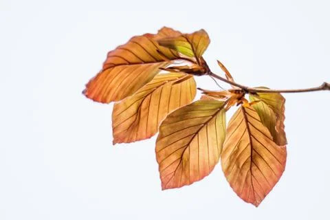 Beech leaves spring harmony Foto stock