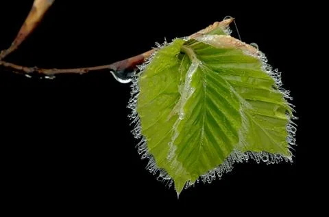 Beech leaves in the spring Stock Photos