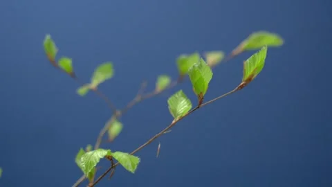 Beech leaves time lapse , blue screen Stock Footage 263876182
