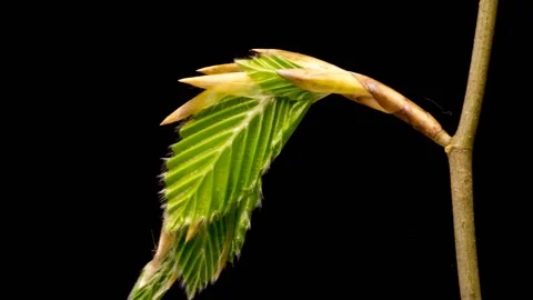 Beech leaves time lapse Stock Footage 140900643