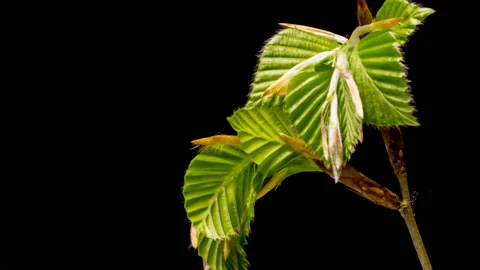 Beech leaves time lapse Stock Footage 140901028