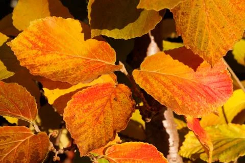Beech Leaves Turning in Fall Stock Photos