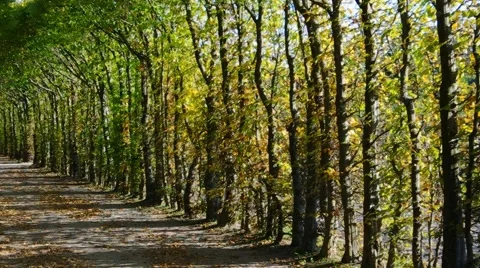 Beech-lined road in fall Stock Footage 49253431
