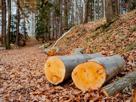 Beech logs in a forest, Poland Stock Photos