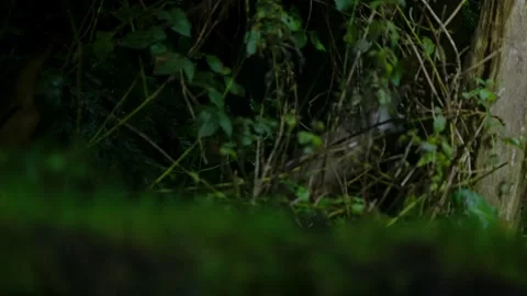 Beech Marten Descending Tree Trunk, Drenthe Woodland, Slow Motion Stock Footage 321442923