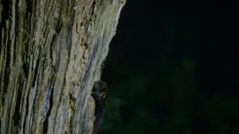 A beech marten emerging from behind a tree trunk in the forest at night in Stock Footage 321442875