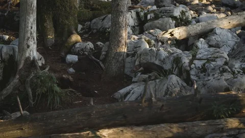 Beech marten jumping on rocks Video stock 92408524