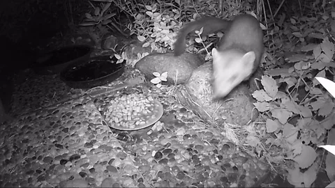 Beech marten (Martes foina) feeding cat food in night 스톡 동영상 84142553