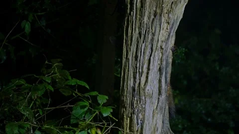 Beech marten paws peeking from behind tree trunk in dark forest at night Stock Footage 332383284