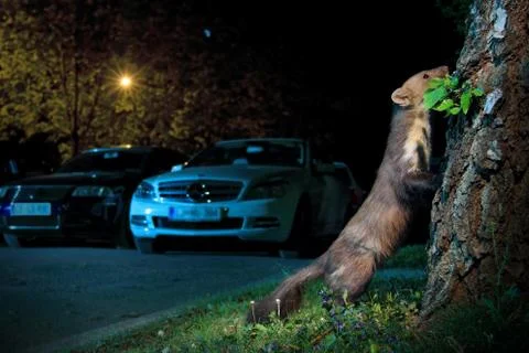 Beech marten Foto stock