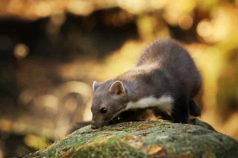 Beech marten, small opportunistic predator in nature habitat. Stone marten, M Stock Photos