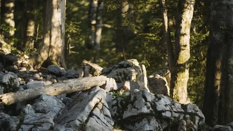 Beech martens on rocks Video stock 92408719