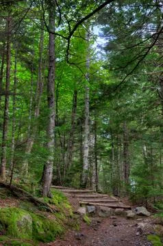 Beech Mountain Trail Acadia Stock Photos