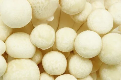 Beech mushroom Foto stock