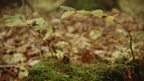 Beech Nut Falling into Moss and Autumn Leaves Stock Footage 315554790