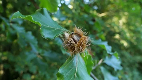 Beech nut in the pod 動画素材 145387434
