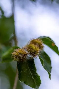 Beech nuts growing on tree branch with leaves Stock Photos