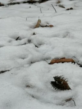 A  BEECH-NUTS Stock Photos