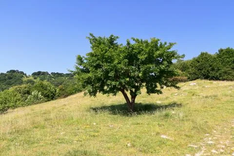 Beech over the hill Stock Photos
