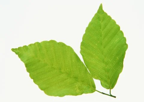 Beech Stock Photos