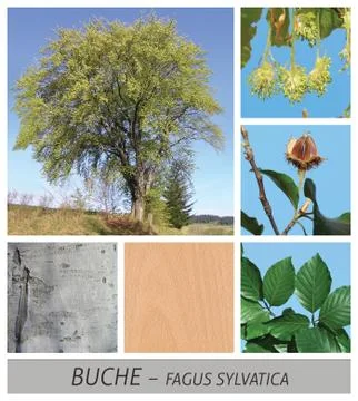 Beech, red beech, common beech, fagus, sylvatica, common Stock Photos