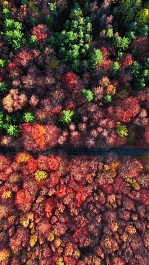 Beech red forest in autumn, aerial view of Poland Stock Footage 346617147