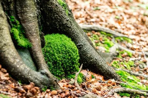 Beech roots of an unusual shape, moss.... beech roots of an unusual shape, mo Stock Photos