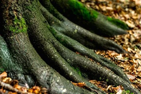 Beech roots of an unusual shape, moss.... beech roots of an unusual shape, mo Stock Photos