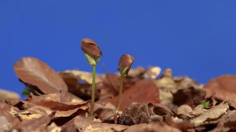 Beech seedlings growing through leaf-covered ground in timelapse on blue screen Stock Footage 334527308
